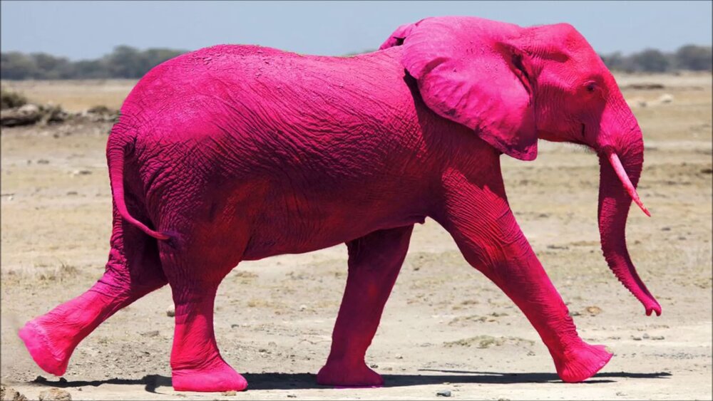 The Weekly Defensive Update: Don't think about pink elephants — Stormy Lake  Consulting